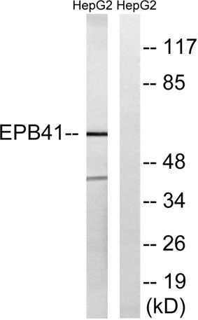 4.1R rabbit pAb