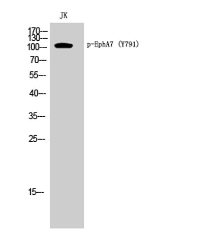 EphA7 (phospho Tyr791) rabbit pAb