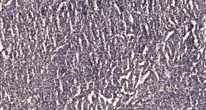 Ets-1 (phospho Ser251) rabbit pAb