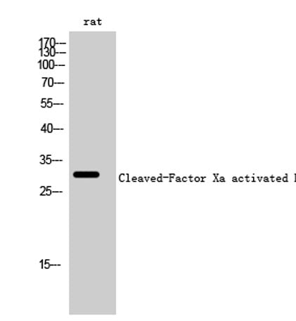 Cleaved-Factor Xa activated HC (I235) rabbit pAb