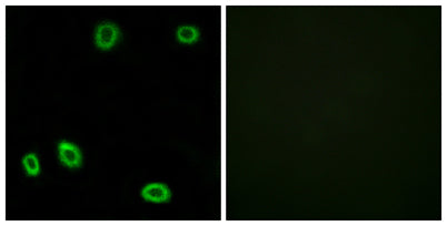 Olfactory receptor 5L1/2 rabbit pAb