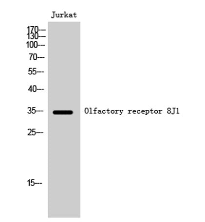 Olfactory receptor 8J1 rabbit pAb