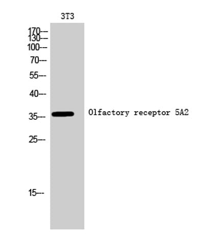Olfactory receptor 5A2 rabbit pAb