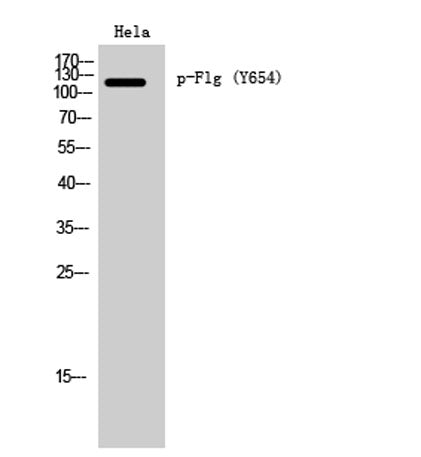 Flg (phospho Tyr654) rabbit pAb
