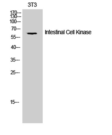 Intestinal Cell Kinase rabbit pAb