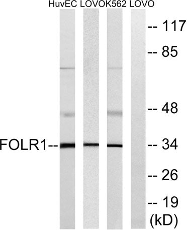 FR-α rabbit pAb