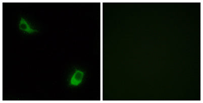 FPRL2 rabbit pAb