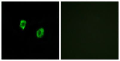 Olfactory receptor 51F1 rabbit pAb