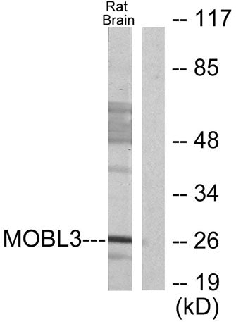 Phocein rabbit pAb