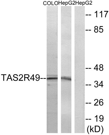 T2R49 rabbit pAb