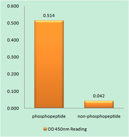 GFAP (phospho Ser38) rabbit pAb