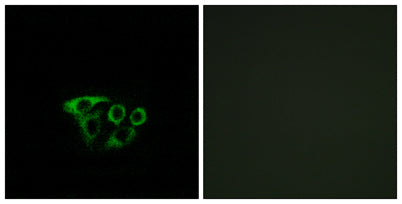 ATP5L2 rabbit pAb