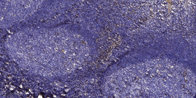 Somatotropin rabbit pAb