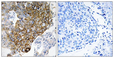 Connexin 46 rabbit pAb