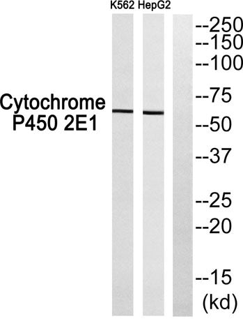 Cadherin-20 rabbit pAb