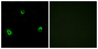Olfactory receptor 10A4 rabbit pAb