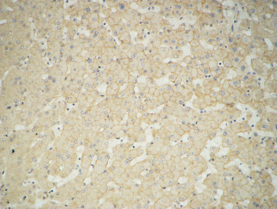 Glucuronidase β rabbit pAb