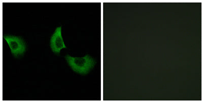 Fibulin-4 rabbit pAb