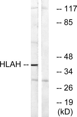 HLA-H rabbit pAb