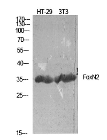 FoxN2 rabbit pAb