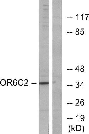 Olfactory receptor 6C2 rabbit pAb