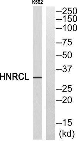 hnRNP CL1 rabbit pAb