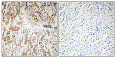 IL-1α rabbit pAb