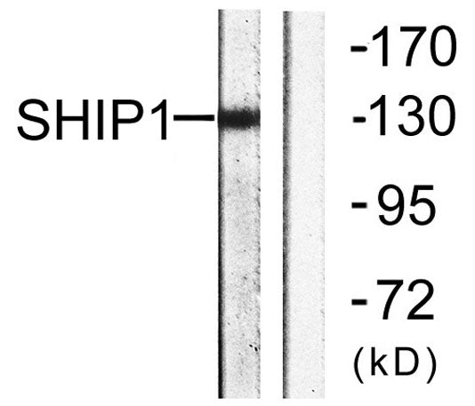 SHIP-1 rabbit pAb