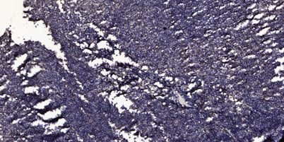 Cleaved-ITI-H4 70k (R661) rabbit pAb
