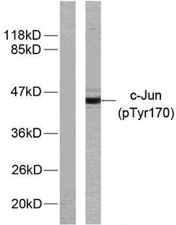 AP-1 (phospho Tyr170) rabbit pAb