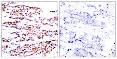 Jun B (phospho Ser79) rabbit pAb
