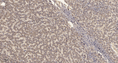 KV2.1 rabbit pAb