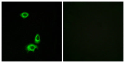 Olfactory receptor 56B1 rabbit pAb
