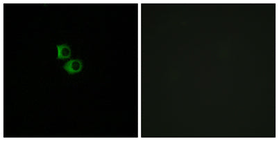 Olfactory receptor 51B6 rabbit pAb