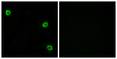 Olfactory receptor 51Q1 rabbit pAb