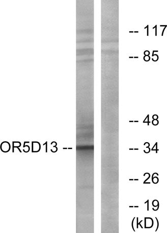 Olfactory receptor 5D13 rabbit pAb
