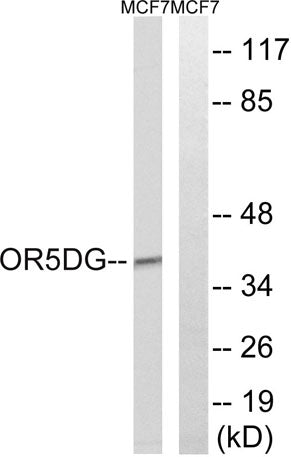 Olfactory receptor 5D16 rabbit pAb