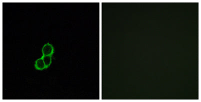 Olfactory receptor 5T3 rabbit pAb