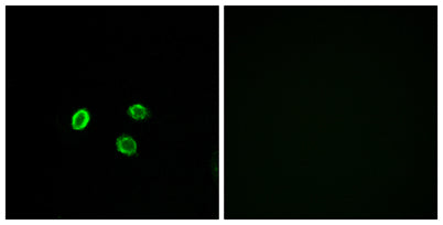 Olfactory receptor 5M9 rabbit pAb