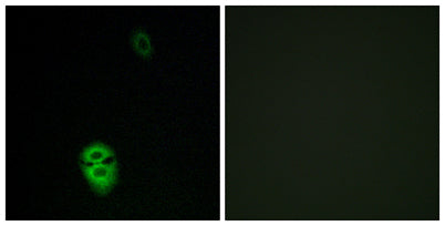 Olfactory receptor 4K17 rabbit pAb
