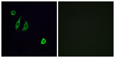 Olfactory receptor 4F6 rabbit pAb