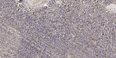 CTRP8 rabbit pAb