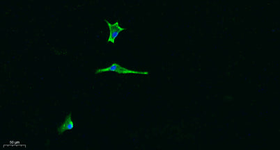 Laminin α-5 rabbit pAb