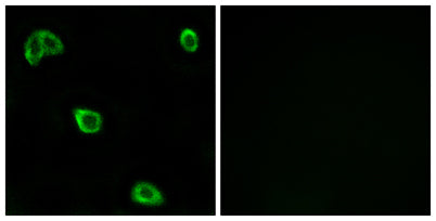 Olfactory receptor 10K1/2 rabbit pAb