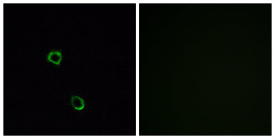 Olfactory receptor 2M2 rabbit pAb