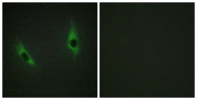 Laminin β-3 rabbit pAb