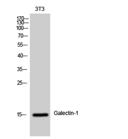 Galectin-1 rabbit pAb
