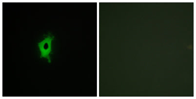 Galectin-2 rabbit pAb