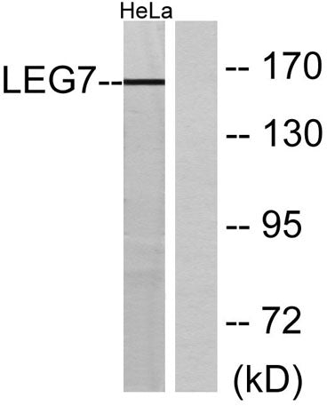 Galectin-7 rabbit pAb