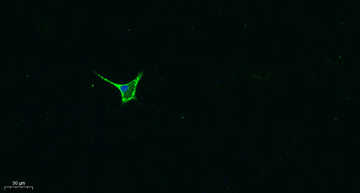 Galectin-8 rabbit pAb